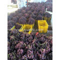 Yunnan rød drue klar til eksport